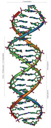 DNA strand