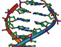 DNA strand
