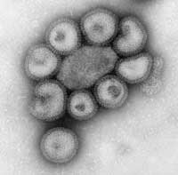 Influenxa virus