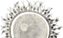 Human ovum
