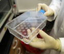 Stem cells in a lab at the University of Georgia