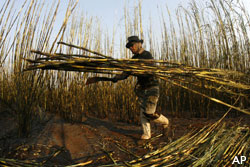 Brazilian sugarcane harvester