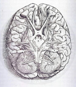 Human brain