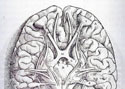 Human brain