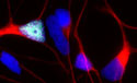 Stem-cell-derived motor neuron