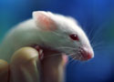 Lab mouse
