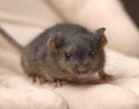 Mouse containing cells derived from a reprogrammed fibroblast