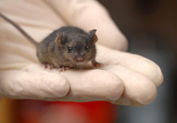 Mouse containing cells derived from a reprogrammed fibroblast