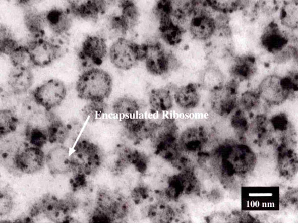 Reconstituted E. Coli.
