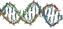 Nucleic acid