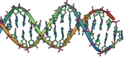 Nucleic acid