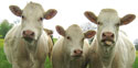 Cows
