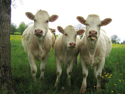 Cows