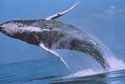 Whale breeching