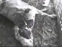 Downer cow