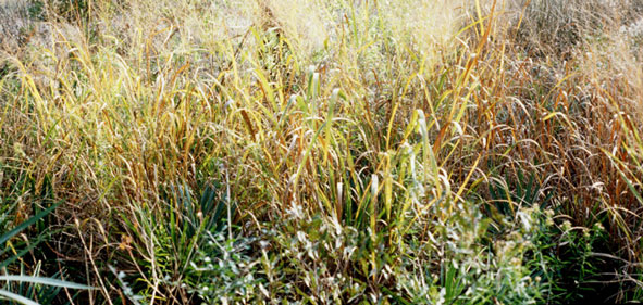 Switch grass. Image from USDA.