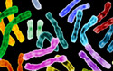 chromosomes