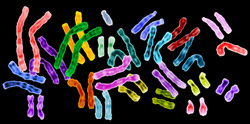 chromosomes
