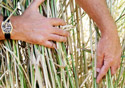 Switchgrass