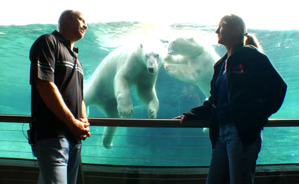 Director Randy Olsen interviews Dr. Megan Owen in front of polar bears swimming in a tank.
