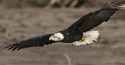 Bald eagle