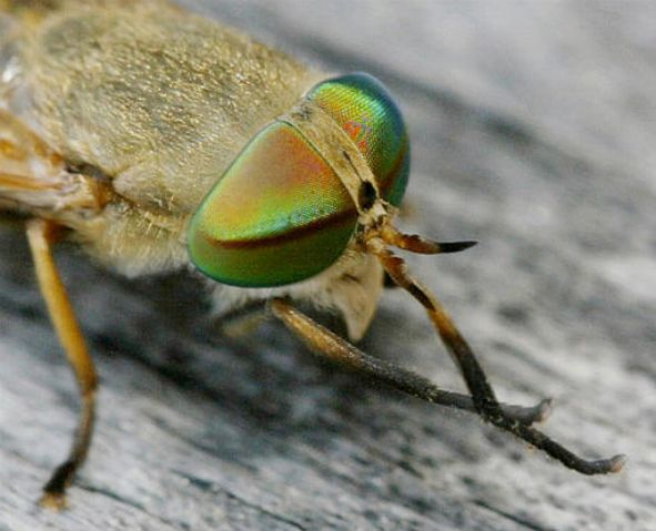 Fly Zoom-In