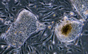 human embryonic stem cells