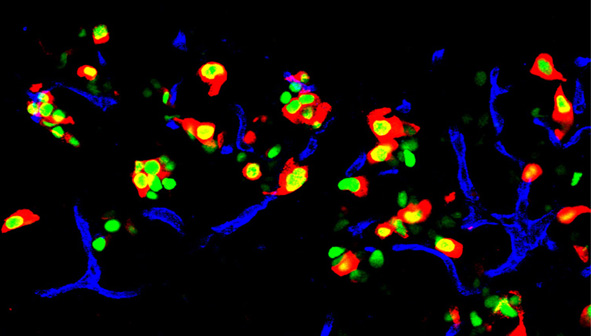 Reprogrammed beta cells from a mouse pancreas