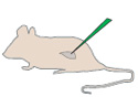 Mice and transcription factors