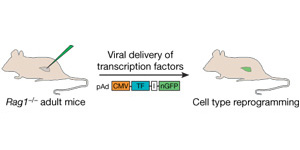 Mice and transcription factors