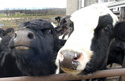 Cloned cows