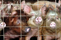 pigs