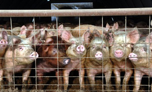 pigs