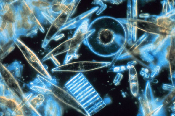 diatoms, a type of phytoplankton, under a microscope