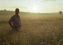 Switchgrass