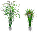 Comparisson of different rice types