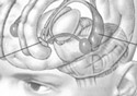 cutaway iamge of the human brain