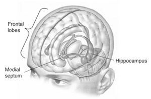 cutaway iamge of the human brain