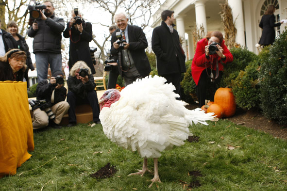 photographers snap pictures of Pumpkin the turkey prior to the Pardoning of the National Thanksgiving Turkey ceremony this year.