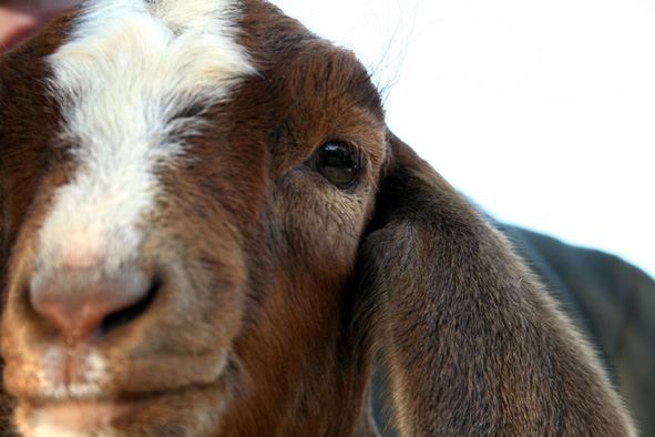close up of brown goat