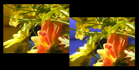 two images of orange flowers, unphotoshopped and photoshopped