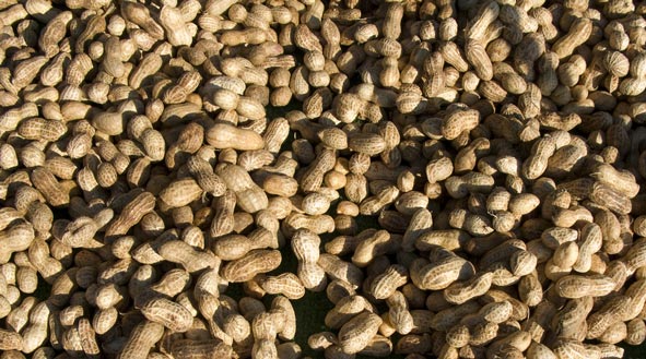 peanuts