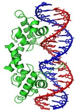dna