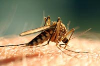 mosquito biting person