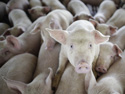 many pigs together in holding pen