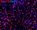 reprogrammed mouse cells