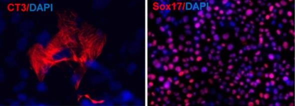 reprogrammed mouse cells