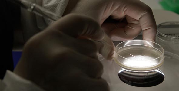 scientist working with petri dish