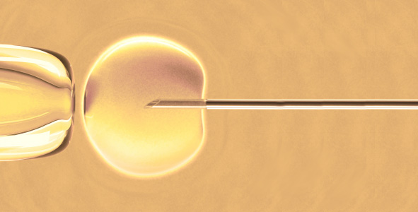 in vitro fertilization under the microscope
