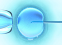 in vitro fertilization under the microscope